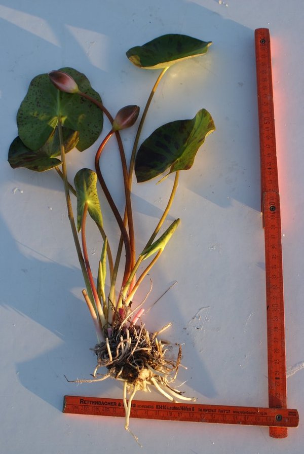084 Chrysantha, WT ab 10-20 cm