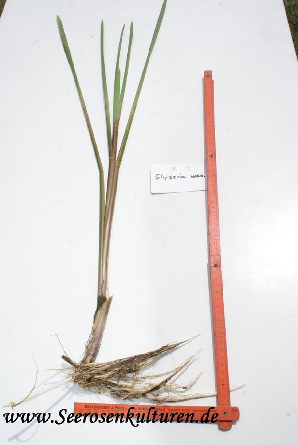 105 Glyzeria maxima, WT ab 5-30cm