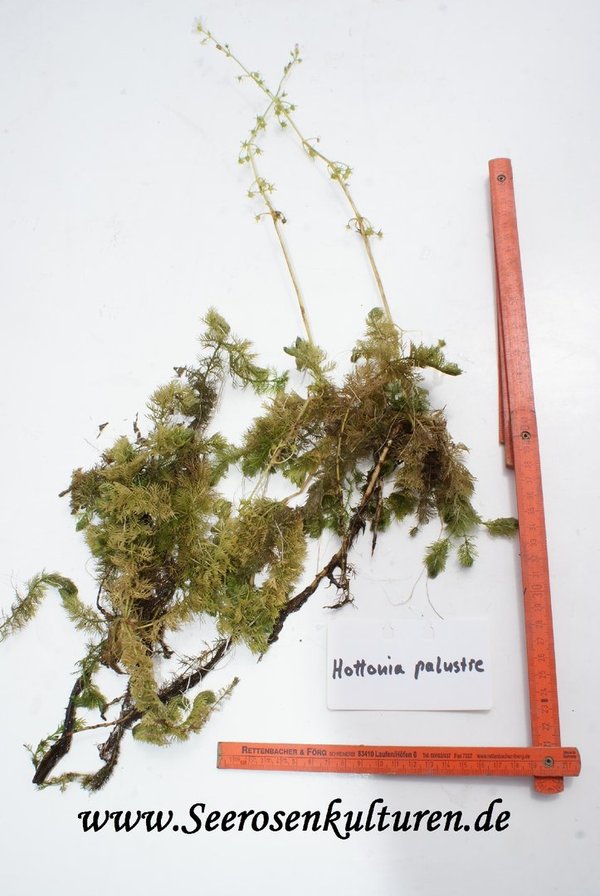 108 Hottonia palustre, WT ab 5-30cm