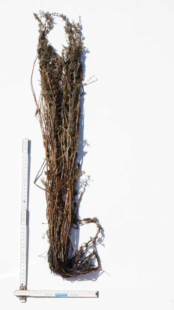 110 Myriophyllum spicatum, WT ab 5-30cm