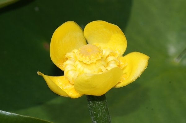 115 Nuphar luteum