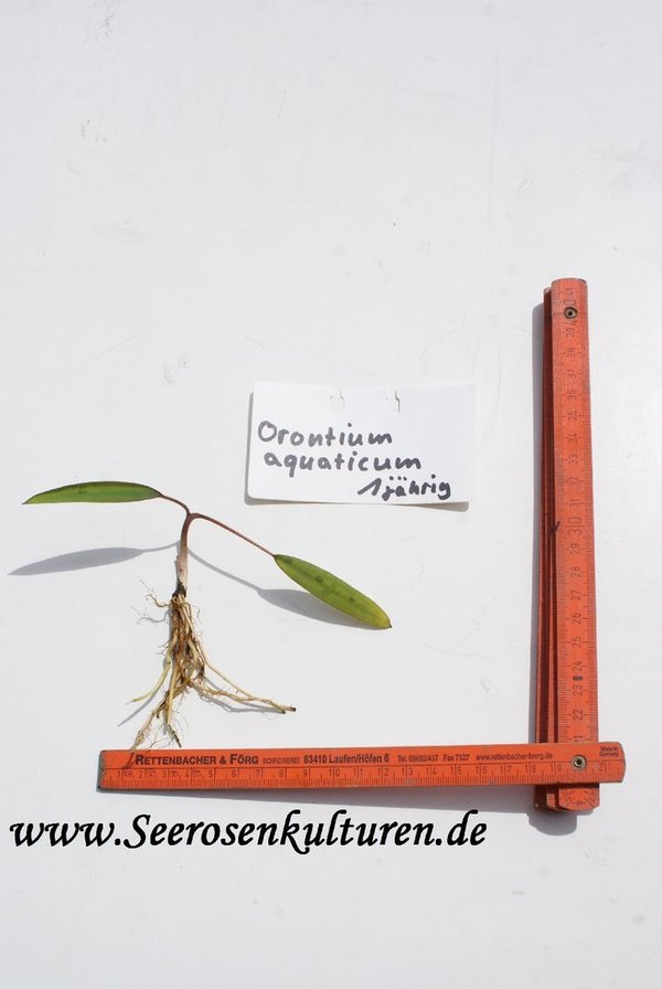 116 Orontium aquaticum, 1-jährig, WT ab 5-30cm