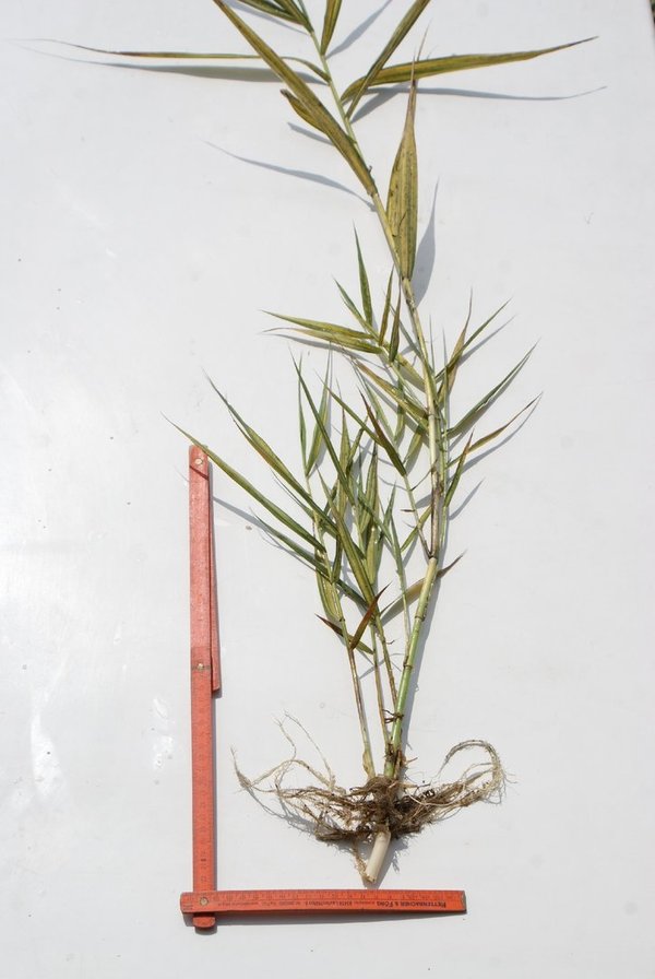 137 Phragmithes australis variegata, WT ab 5-30cm