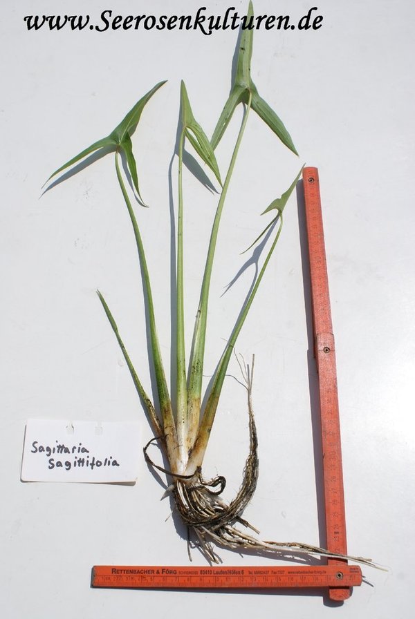 125 Sagittaria sagittifolia, WT ab 5-30cm