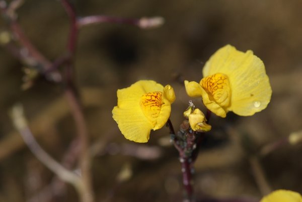 132 Utricularia vulgaris