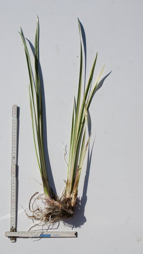 201 Acorus calamus variegatus, WT ab 0-10cm