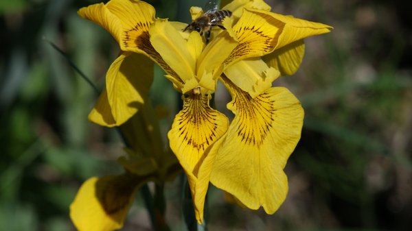 210 Iris pseudacorus, WT ab 0-10cm