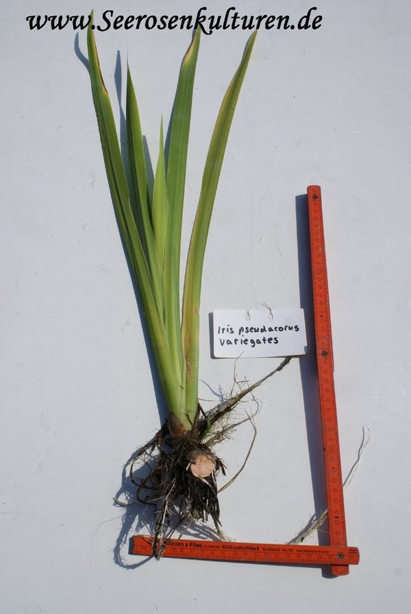 232 Iris pseudacorus variegata, WT ab 0-10cm
