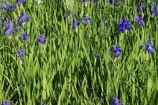 233 Iris laevigata, WT ab 0-10cm