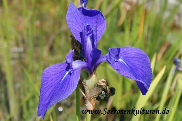 233 Iris laevigata, WT ab 0-10cm