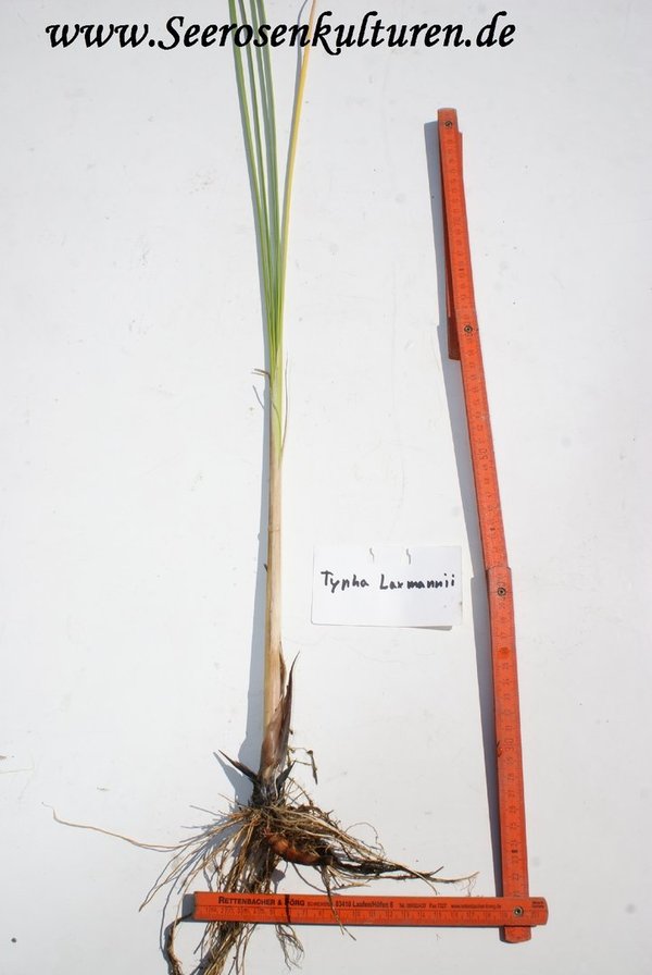 225 Typha laxmannii, WT ab 0-10cm