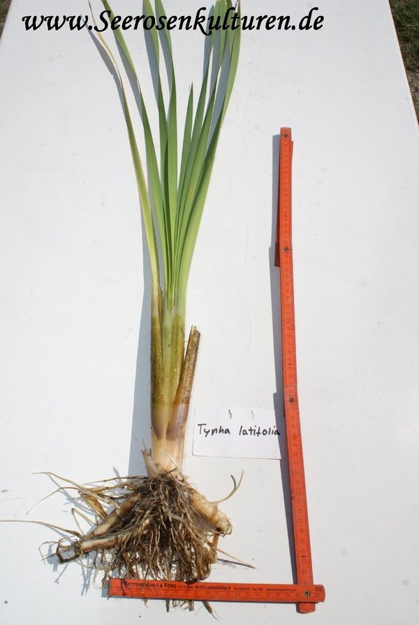 226 Typha latifolia, WT ab 0-10cm