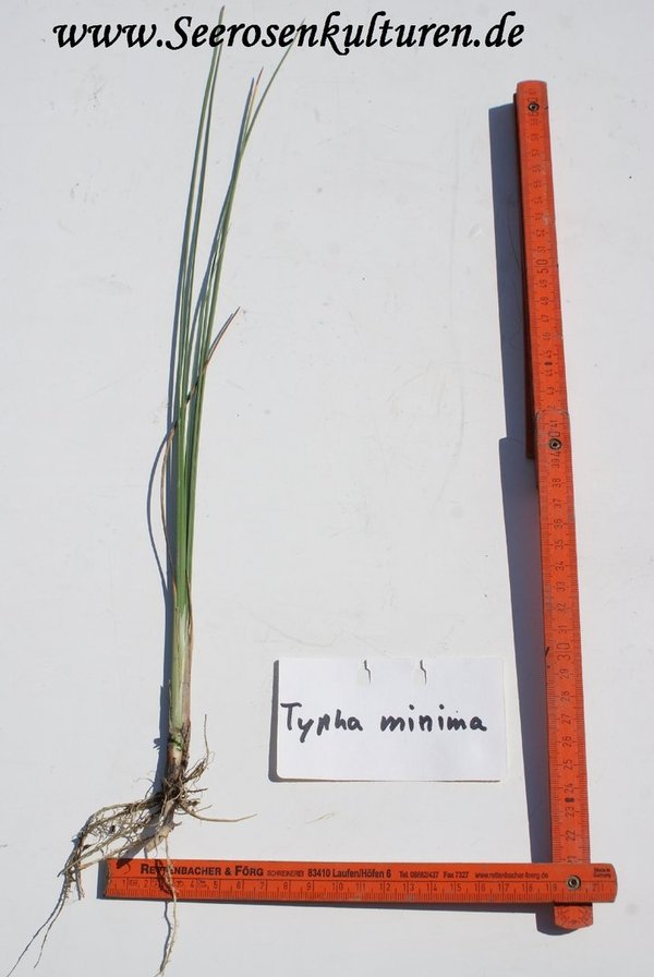 227 Typha minima, WT ab 0-10cm