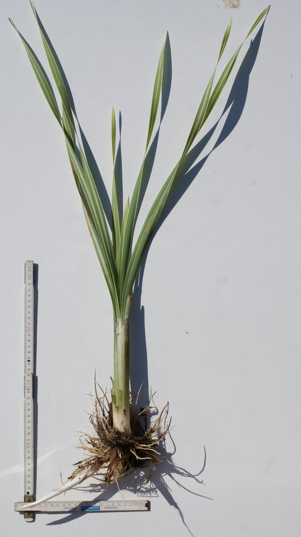 309 Typha latifolia variegata, WT ab 0-10cm