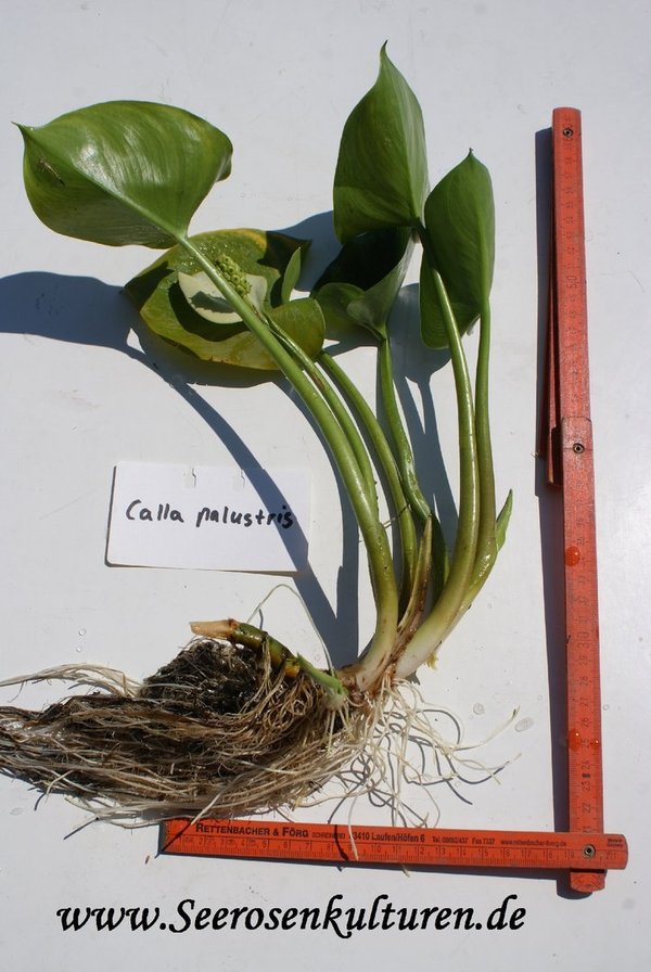 300 Calla palustris, WT ca. 0cm